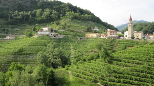 A photo of a vineyard near some old buildings in the countryside.