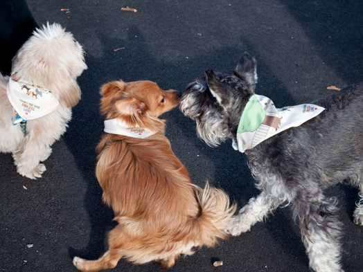 image of three dogs playing, one white, one chocolate, and one black with white