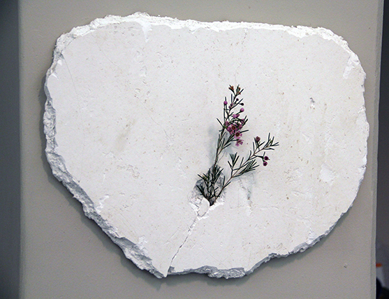 a small violet flower with green leaves coming through a white wall