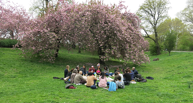 A group of people having a picnic on a green grass field, under a pink blossomed tree.