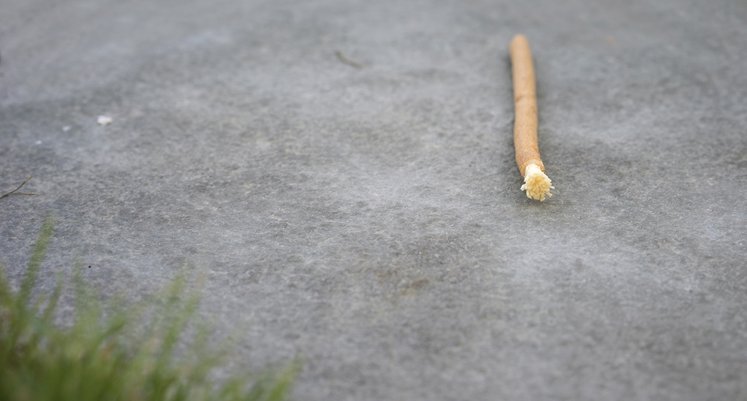 A photo of a stick on the ground near some green grass.