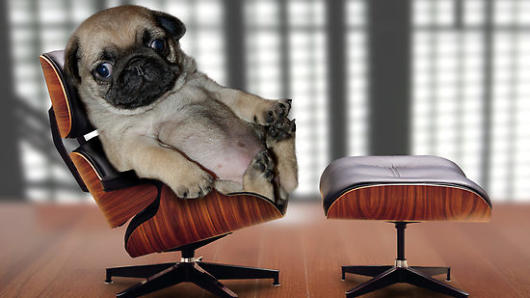 A pug puppy sitting on a small armchair that has also e leg extension in front.