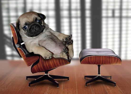 A pug puppy sitting on a small armchair that has also e leg extension in front.