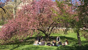 A photo of a group of people sitting on the green grass under a pink blossomed tree.