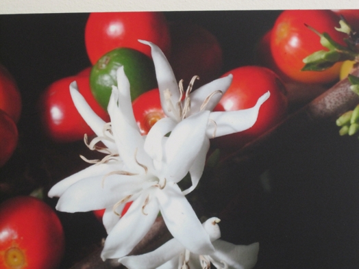 A photo of red and green tomato and white flowers.
