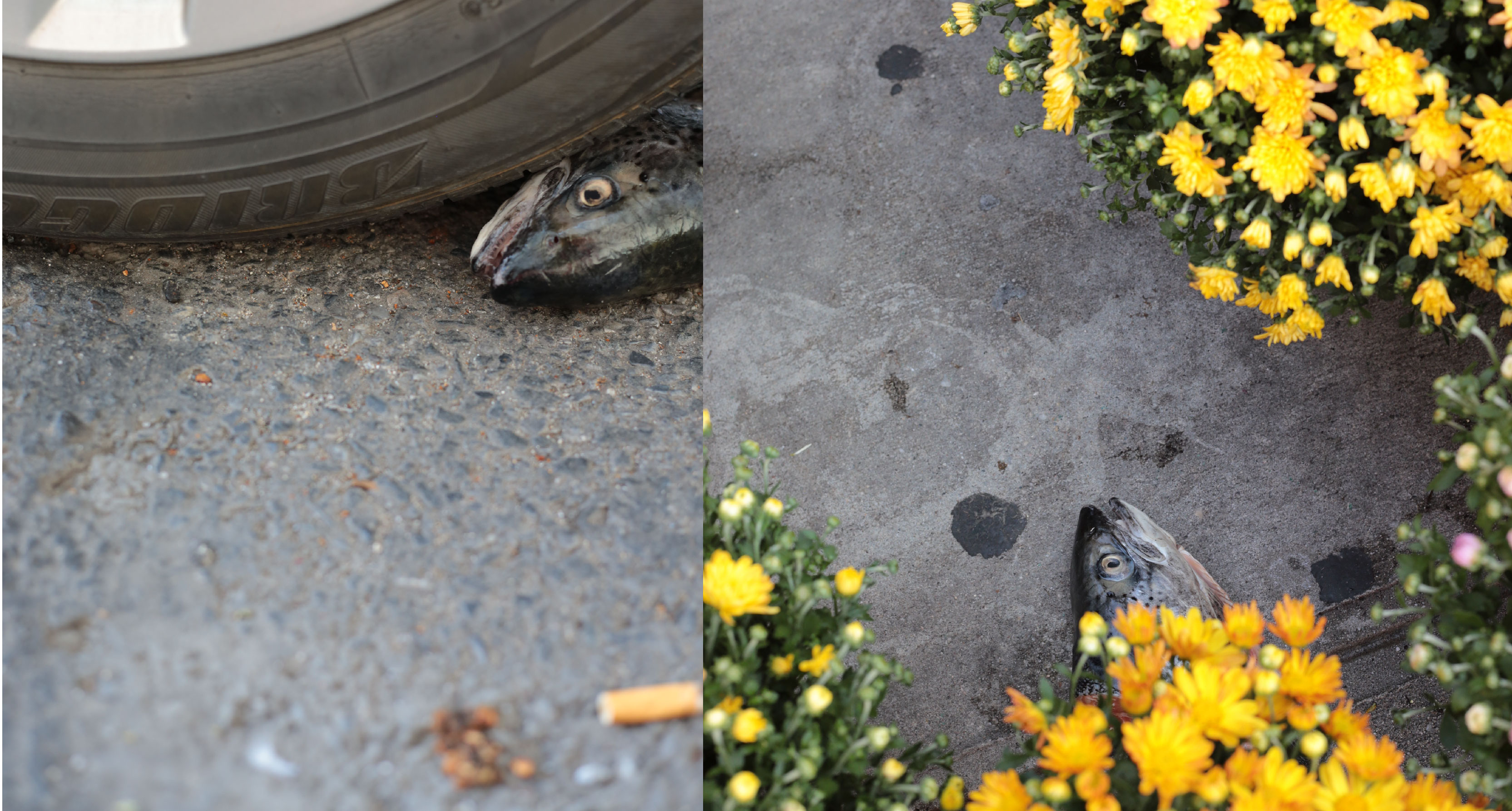 A set of two pictures one with a fish near a car's tire and the other with a fish near some plants.
