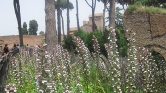 A photo of some flowers and trees near the ruins of an ancient site.