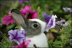 A photo of a black and white bunny smelling  some pink and violet flowers.