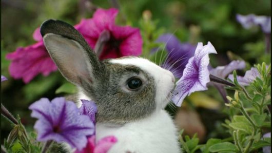 A photo of a black and white bunny smelling  some pink and violet flowers.