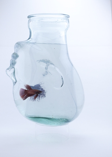 A glass bowl in a shape of a upside down head with water and a colored fish inside it.