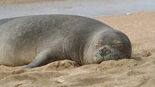 A photo of a seal relaxing on the sand.