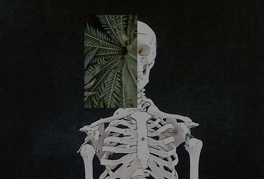 An image depicting a part of a human skeleton. Over a part of the skull a photo of some green leaves is placed.
