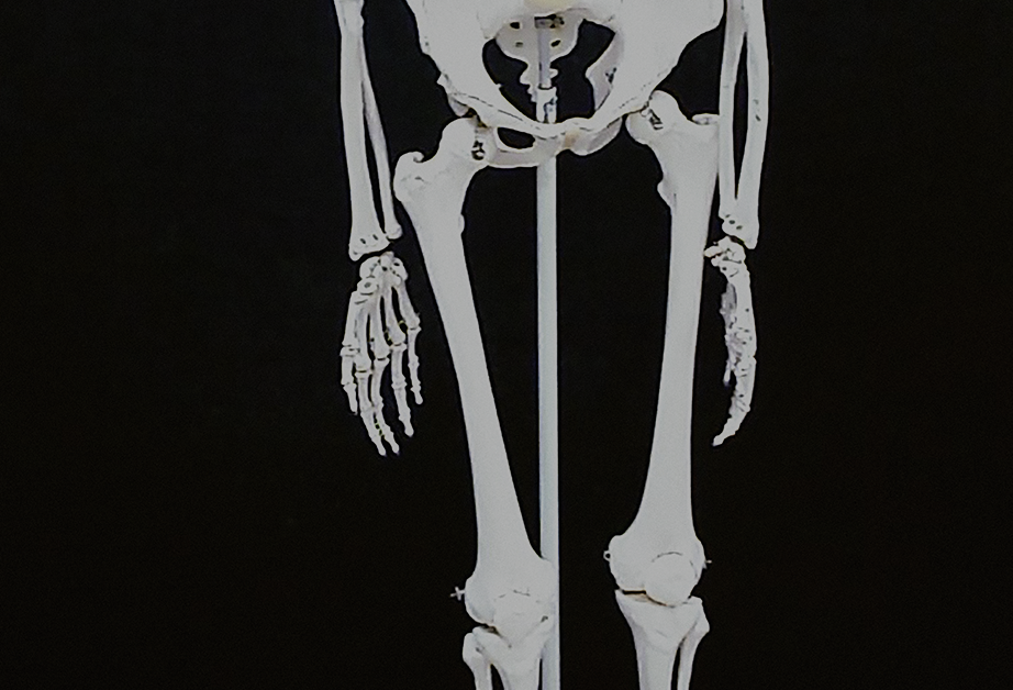 A part of a human skeleton, depicting the legs and hands.