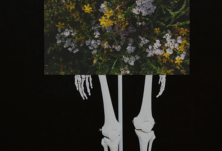 A part of a human skeleton, depicting the legs and hands. Over it there is an image of some colorful flowers.