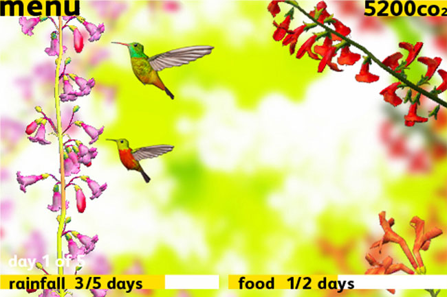 Colibri bird flying near a pink flower