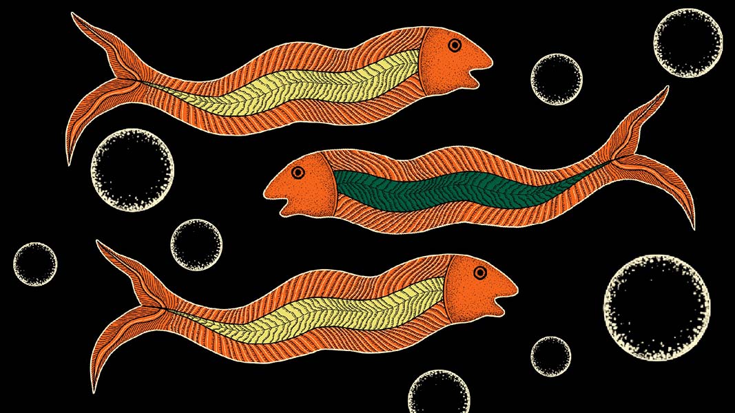 3 Fish illustration desgin