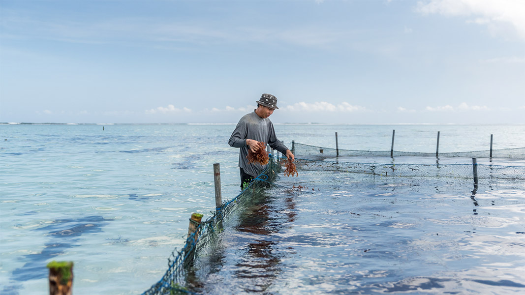 man harvesting seaweed in the sea