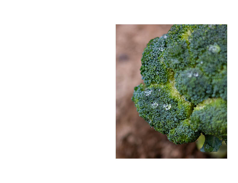 close up photo of broccoli with water droplets